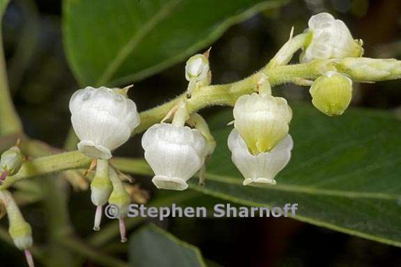 arbutus menziesii 7 graphic